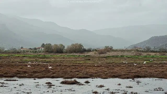 640px-Υδροβιότοπος_Καλλονής