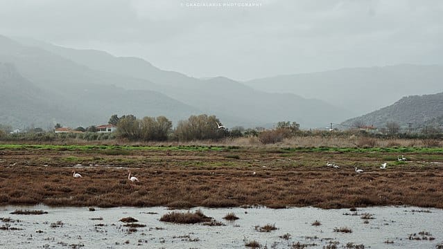 640px-Υδροβιότοπος_Καλλονής